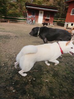 f:id:roukenhome-ann:20181116175455j:plain