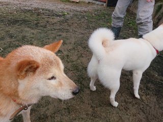 f:id:roukenhome-ann:20181116175500j:plain
