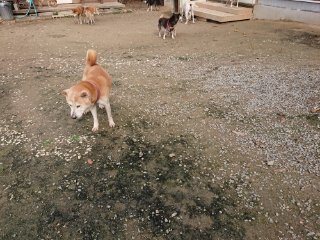 f:id:roukenhome-ann:20181116175726j:plain