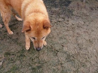 f:id:roukenhome-ann:20181116175755j:plain