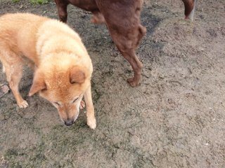 f:id:roukenhome-ann:20181116175830j:plain