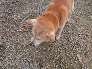 f:id:roukenhome-ann:20181116180248j:plain