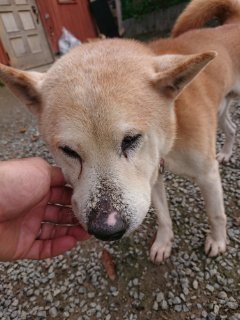 f:id:roukenhome-ann:20181116180412j:plain