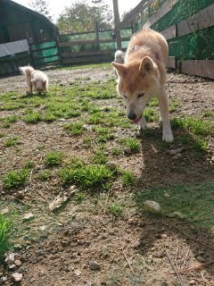 f:id:roukenhome-ann:20181116180422j:plain