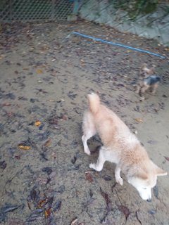 f:id:roukenhome-ann:20181118053155j:plain