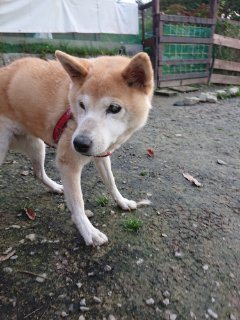 f:id:roukenhome-ann:20181118053232j:plain