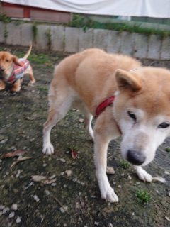 f:id:roukenhome-ann:20181118053236j:plain