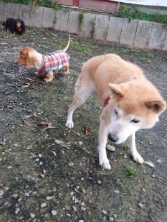 f:id:roukenhome-ann:20181118053243j:plain