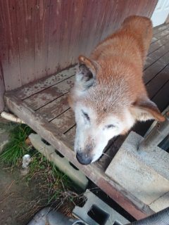 f:id:roukenhome-ann:20181118053529j:plain