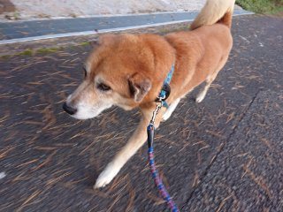 f:id:roukenhome-ann:20181118053708j:plain