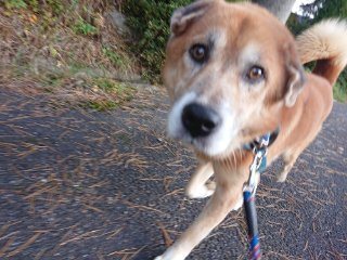 f:id:roukenhome-ann:20181118053728j:plain