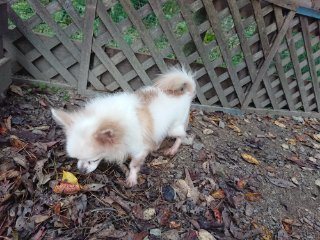 f:id:roukenhome-ann:20181118053913j:plain