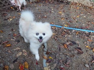 f:id:roukenhome-ann:20181118053937j:plain