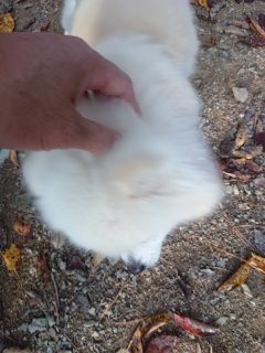 f:id:roukenhome-ann:20181118053940j:plain