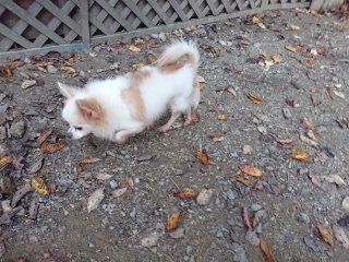 f:id:roukenhome-ann:20181118053944j:plain