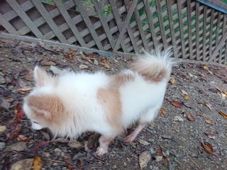 f:id:roukenhome-ann:20181118053951j:plain