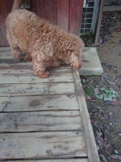 f:id:roukenhome-ann:20181118054008j:plain