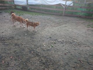 f:id:roukenhome-ann:20181118054059j:plain