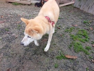 f:id:roukenhome-ann:20181119053336j:plain