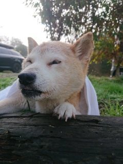 f:id:roukenhome-ann:20181119053620j:plain
