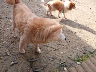 f:id:roukenhome-ann:20181119053649j:plain