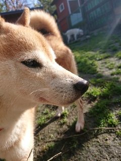 f:id:roukenhome-ann:20181119054410j:plain
