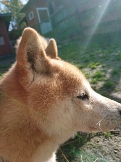 f:id:roukenhome-ann:20181119054448j:plain