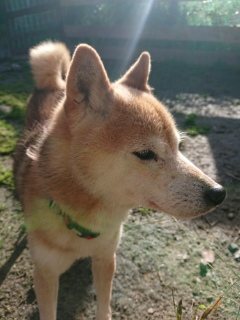 f:id:roukenhome-ann:20181119054503j:plain