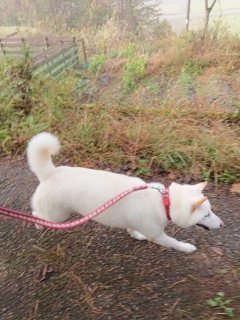f:id:roukenhome-ann:20181119082145j:plain