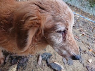 f:id:roukenhome-ann:20181119082703j:plain