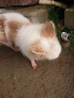 f:id:roukenhome-ann:20181119082718j:plain