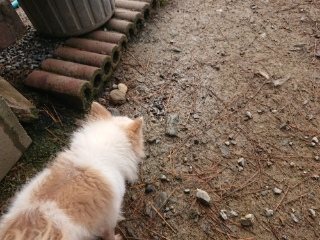 f:id:roukenhome-ann:20181119082725j:plain