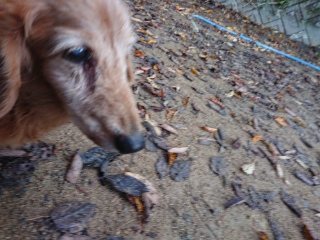 f:id:roukenhome-ann:20181119082746j:plain