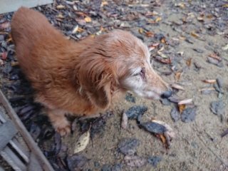 f:id:roukenhome-ann:20181119082750j:plain