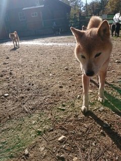 f:id:roukenhome-ann:20181119083156j:plain