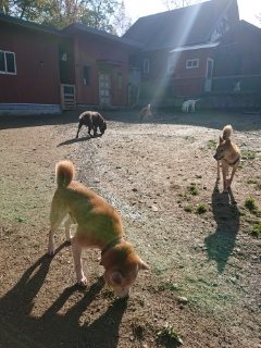 f:id:roukenhome-ann:20181119083336j:plain