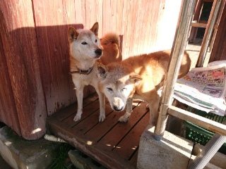 f:id:roukenhome-ann:20181119083417j:plain
