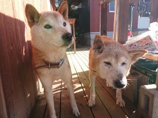 f:id:roukenhome-ann:20181119083428j:plain