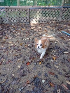 f:id:roukenhome-ann:20181119083823j:plain