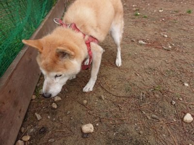 f:id:roukenhome-ann:20181121071952j:plain