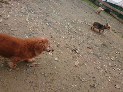 f:id:roukenhome-ann:20181121072154j:plain