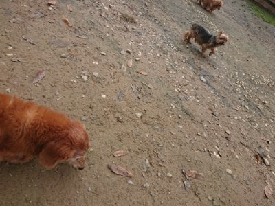 f:id:roukenhome-ann:20181121072224j:plain