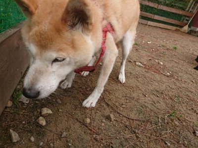f:id:roukenhome-ann:20181121072659j:plain