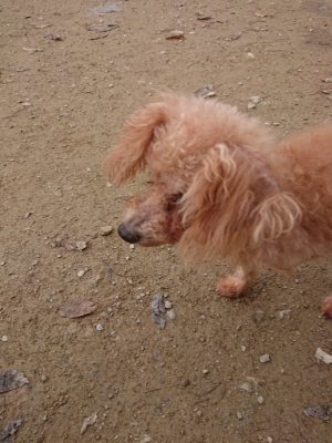 f:id:roukenhome-ann:20181121072958j:plain