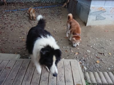 f:id:roukenhome-ann:20181121073044j:plain