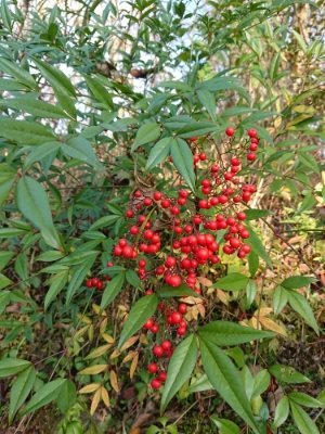 f:id:roukenhome-ann:20181121081239j:plain f:id:roukenhome-ann:20181121081239j:plain