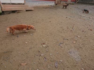 f:id:roukenhome-ann:20181121081517j:plain f:id:roukenhome-ann:20181121081517j:plain