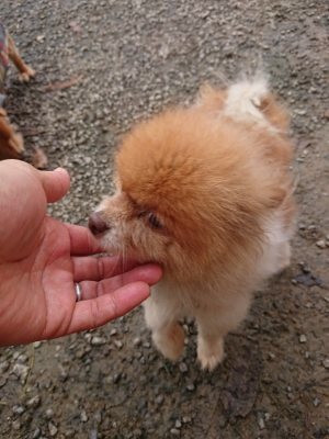f:id:roukenhome-ann:20181121081710j:plain f:id:roukenhome-ann:20181121081710j:plain