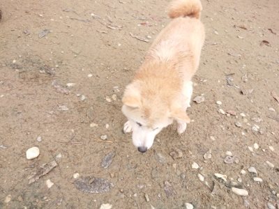 f:id:roukenhome-ann:20181121081742j:plain f:id:roukenhome-ann:20181121081742j:plain