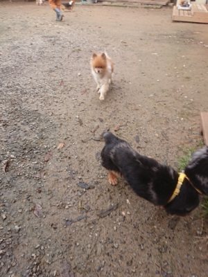 f:id:roukenhome-ann:20181121081809j:plain f:id:roukenhome-ann:20181121081809j:plain